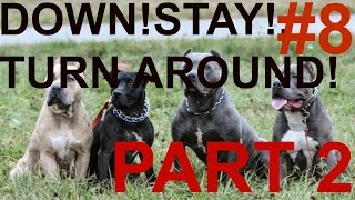 Pitbull training down! stay! turn around! pit bull obedience puppy to dog basic k9
