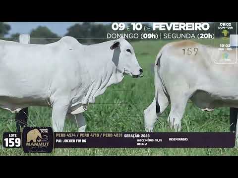 LOTE 159