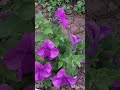Happy Gardening #indhu #gardening #beautifulnature #happygardening