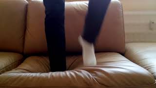 Cortez,white socks and feet play on couch
