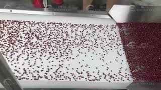 Conveyor Belt Type Peanut Sorting Machine Beans Vibrating Spreading Machine