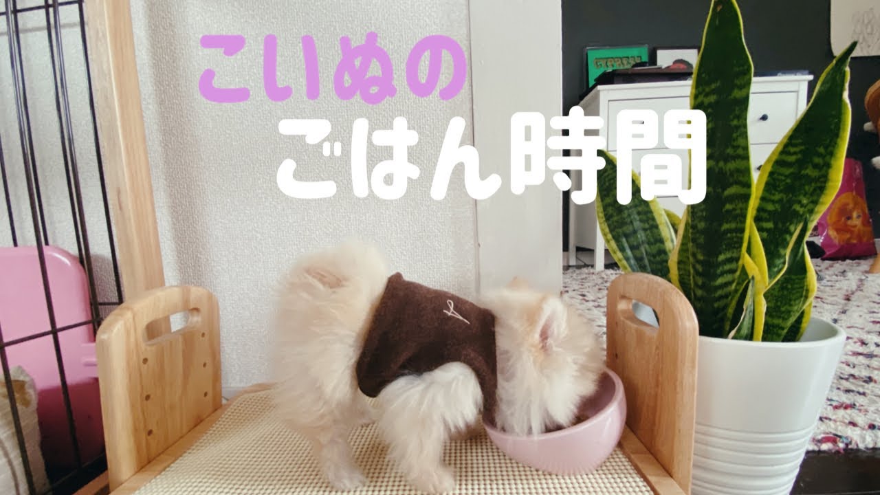 ポメのかわいい【ご飯時間】🐶 ︎愛犬に新しい器をプレゼント ︎【子犬様チピプレ】 YouTube