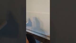 The most amazing shadow puppet you will ever see #cat