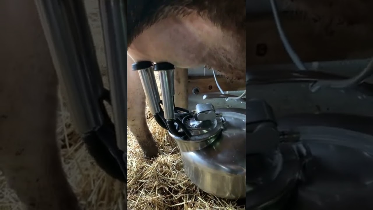 Surge Milker