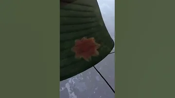 Ядовитая медуза Цианея