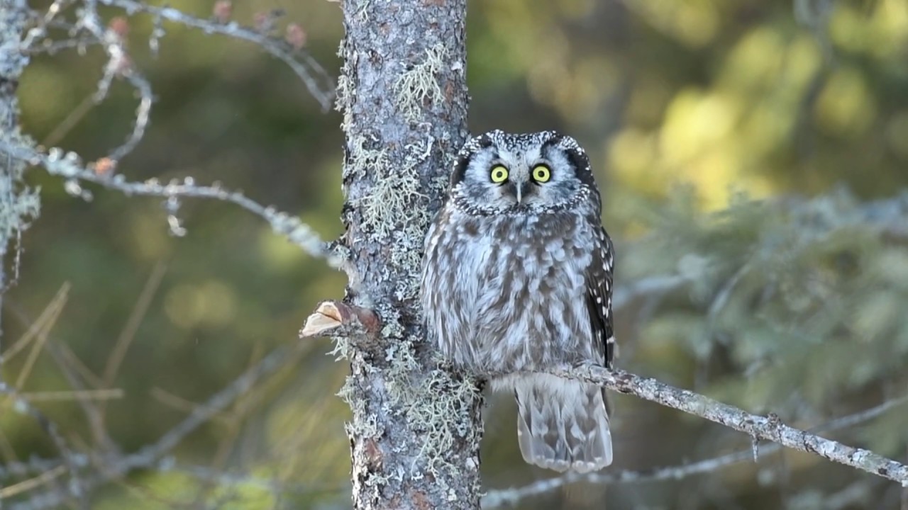 Boreal Owl vs American Red Squirrel 
