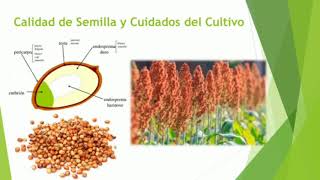 Manual del Cultivo de Sorgo (Sorghum spp.)