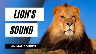 Lions Sound - Angry Lion Sounds Animal Lions Roar Sound Effect Hq Audio