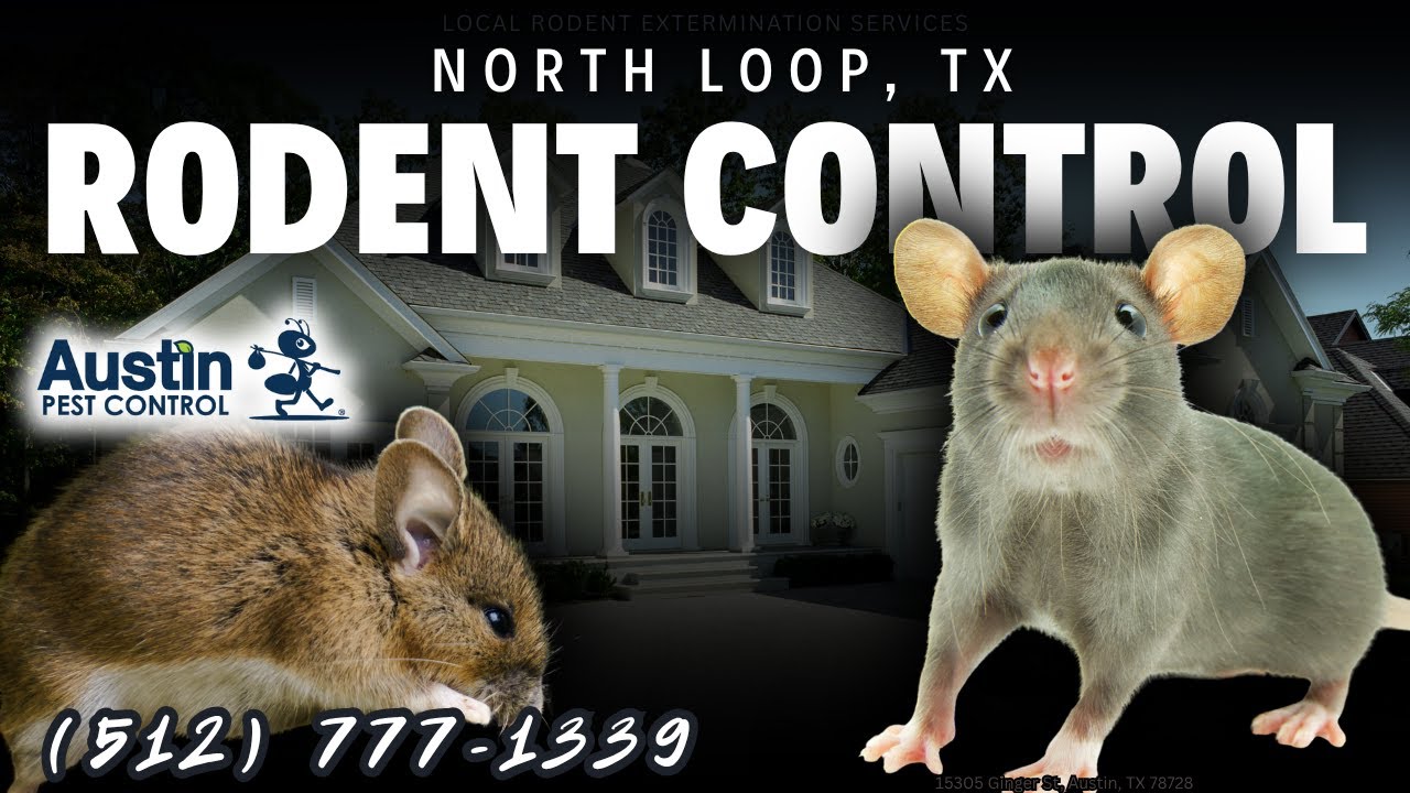 North Loop, Austin, TX Rodent Control Services (512) 777-1339 - YouTube