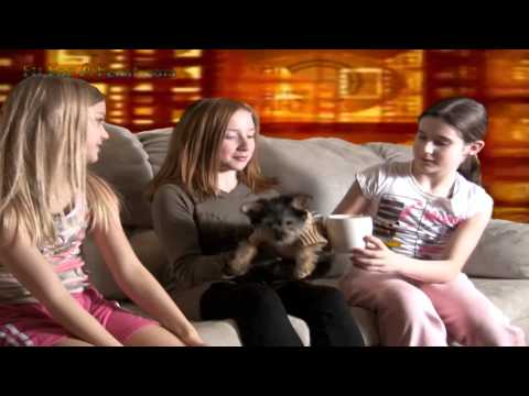 Does Briana S Teacup Yorkie Poo Puppy Dog Fit In A Cup Youtube