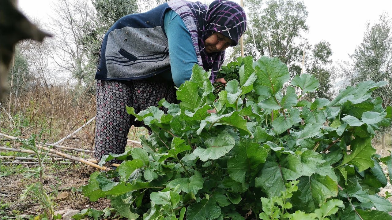 BAHÇEMİZİN ŞİFALI TURP OTLARI TOPLAMAYLA BİTMİYOR