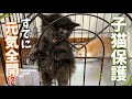 カラスに襲われていた小さな子猫を2匹保護、シェルター到着直後の様子に驚きました😳⁉️