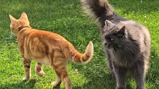 Loki Und Apollo Hetzen Sich Gegenseitig