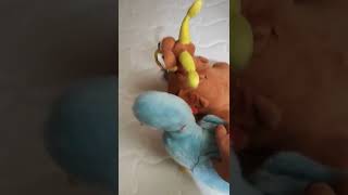 Tavuk Hikmet Ördek Antep Dublaj