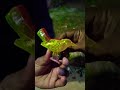 Battery Chalito Birds | Electric Birds | Battery chalito pakhi