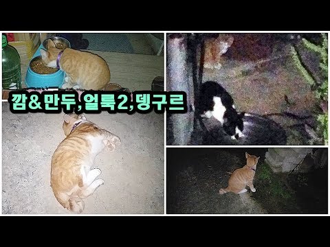 <strong>야밤</strong> 깜냥 얼룩2 뎅구르 만두
