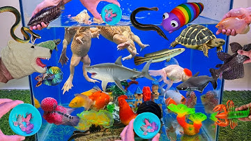 Tổng hợp các video cá cảnh đẹp, động vật dễ thương, cá tỳ bà beo, cá koi, cá vàng, ếch đủ màu