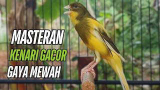 Masteran Kenari Gacor Paling Ampuh & Respon Cepat!! kenari macet bunyi Langsung Nyaut!