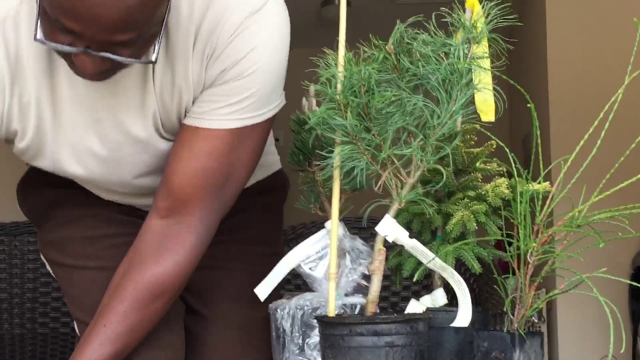 My Therapy Garden: Epi 9 // Unboxing Conifers from Conifer Kingdom