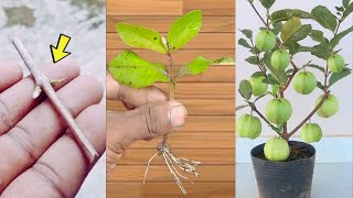 Best Method & Easy Trick to Grow Guava at Home with Some Effort with 200% Success