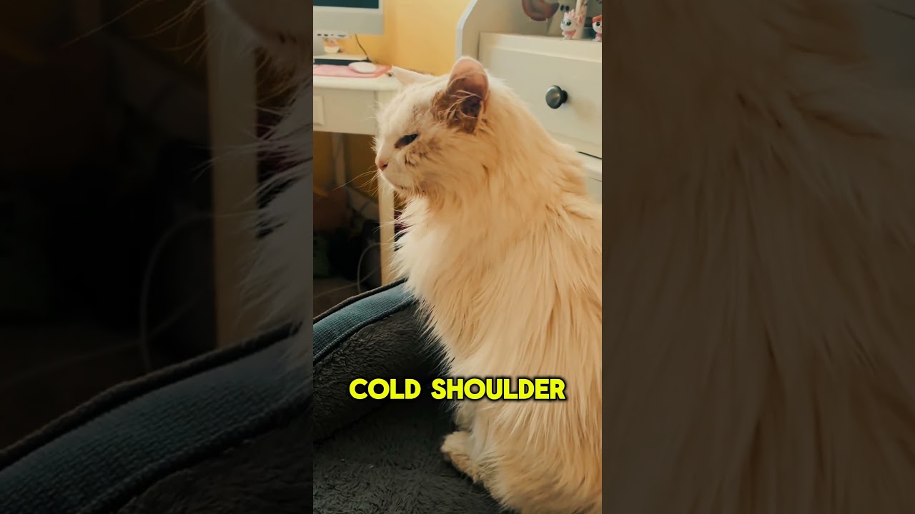 Can Cats Hold Grudges