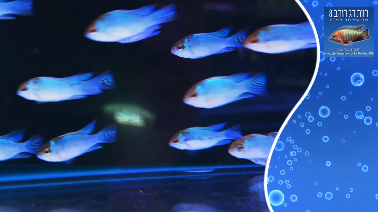 חוות דג הזהב - רמירז ניאון