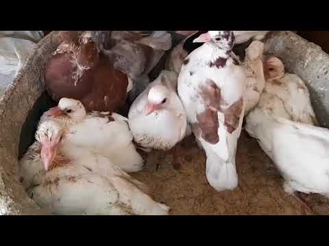 تكبير وتسمين الزغليل في أقل من 20يوم للاستفاده من أعلي درجه من اللحم دكتور حمام مصري