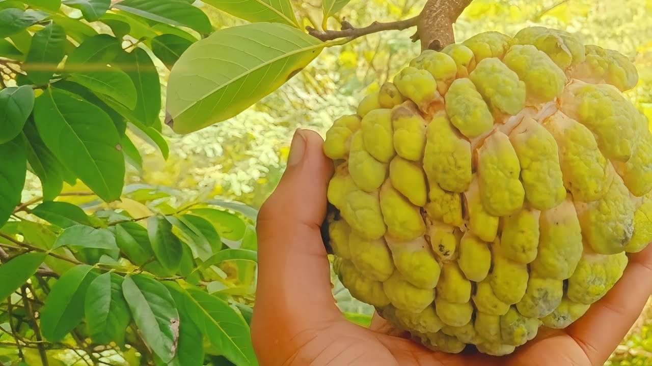 Harvesting custard apple Enjoy beautiful nature 
