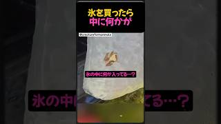 氷を買ったら。