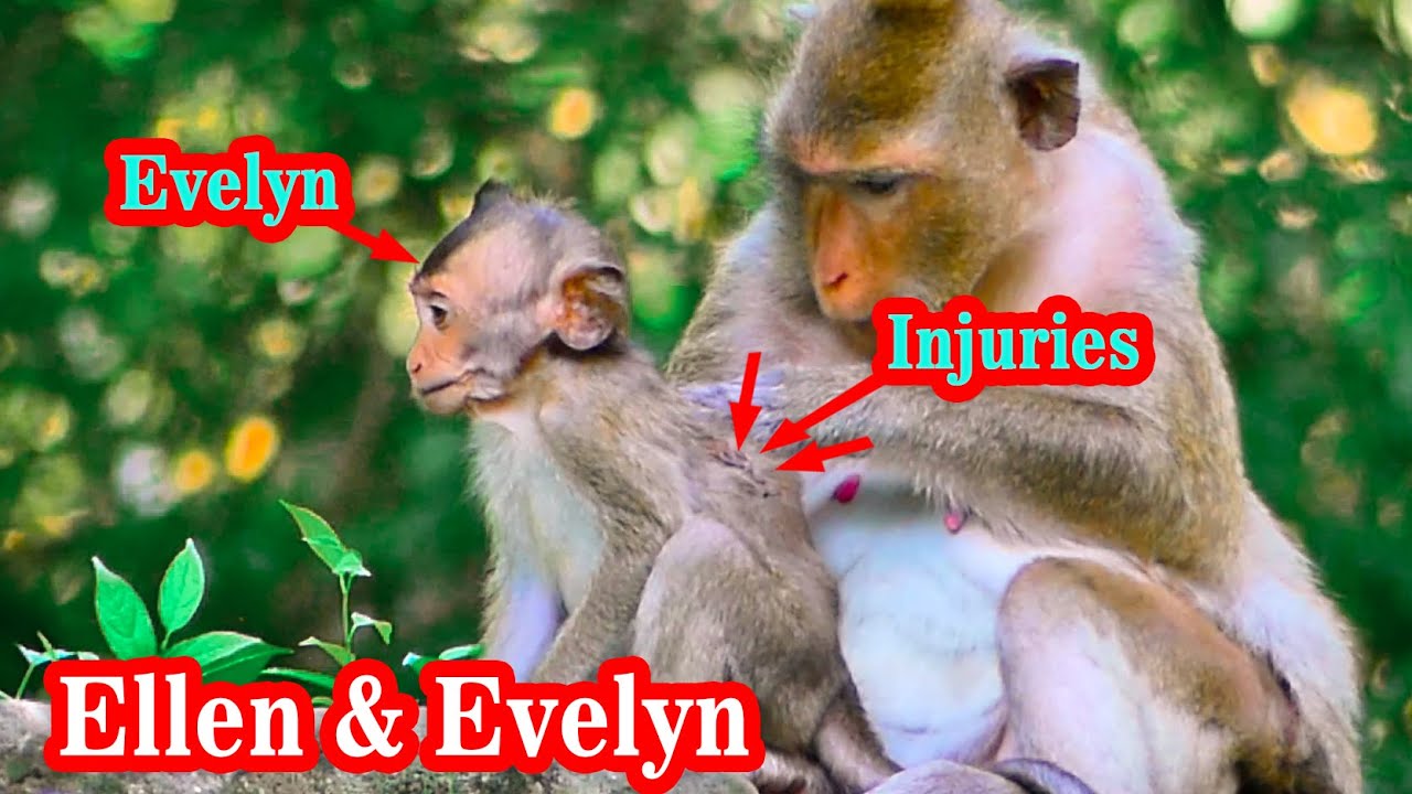 Update Ellen's Family : Evelyn baby monkey serious injuries but her have care from grandma.