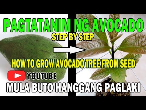 Video: Pagpapalaki ng Binhi ng Avocado sa Mga Bata - Mga Tip sa Pagtatanim ng Mga Pinubol na Avocado Pit