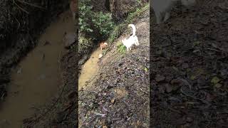 Download Lagu Orange brought a long stick down to the creek while Hisoka was running up and down the steep hills. MP3