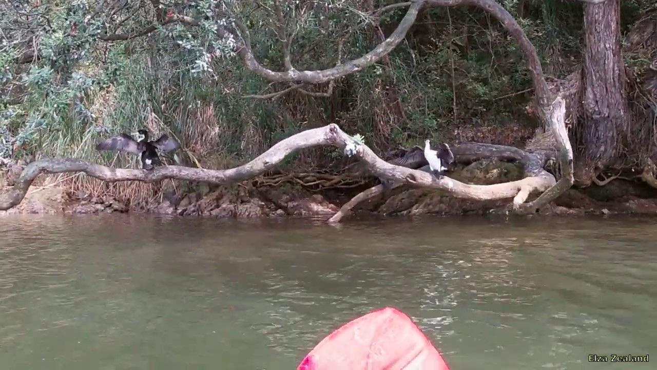Деревня Маори вдоль Вайтанги и встреча с Пёстрыми Бакланами (Pied shag on Waitangi river)