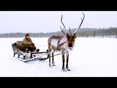 Video: Reindeer