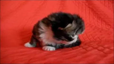 Video 2735951: exotic longhair kitten, kitten big
