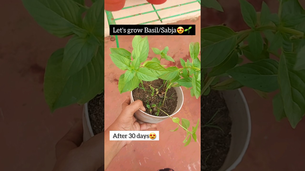 How to grow Basil/Sabja from seed|Growing Italian herbs|Secrets to planting basil at home