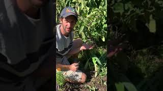 Perennial leeks - here’s how to keep em coming