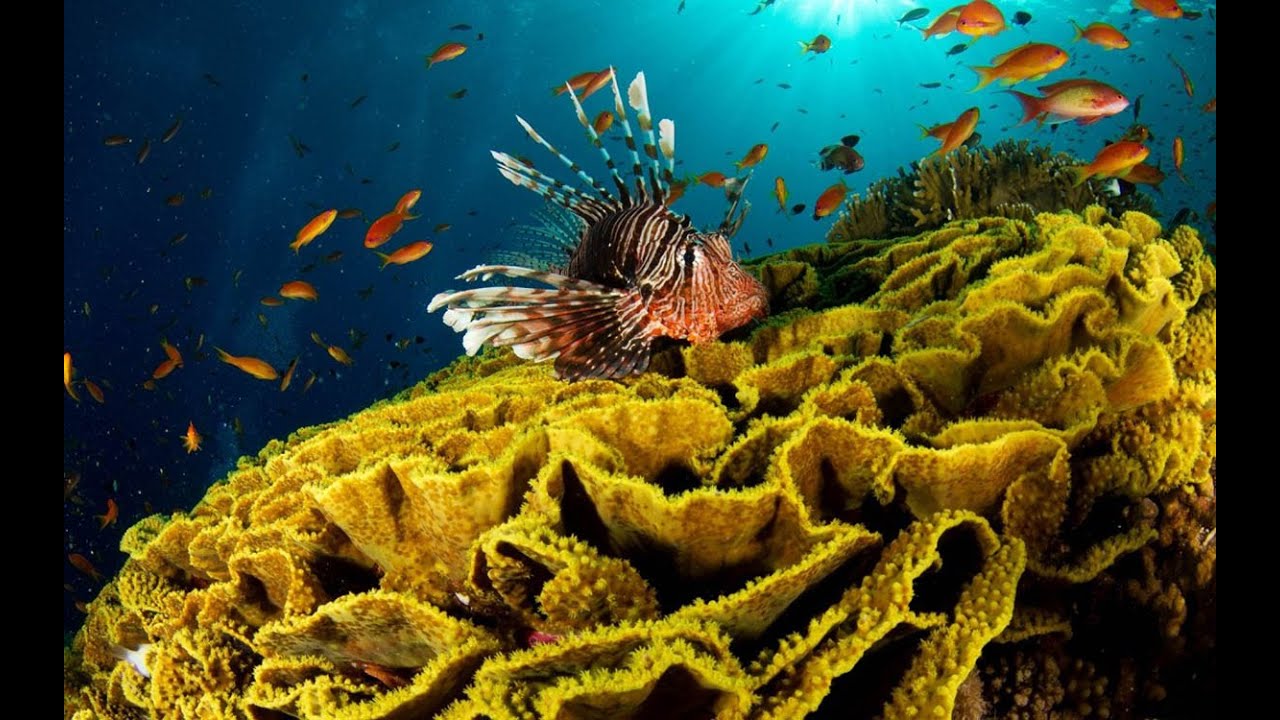 Красное море.Красота моря. - YouTube