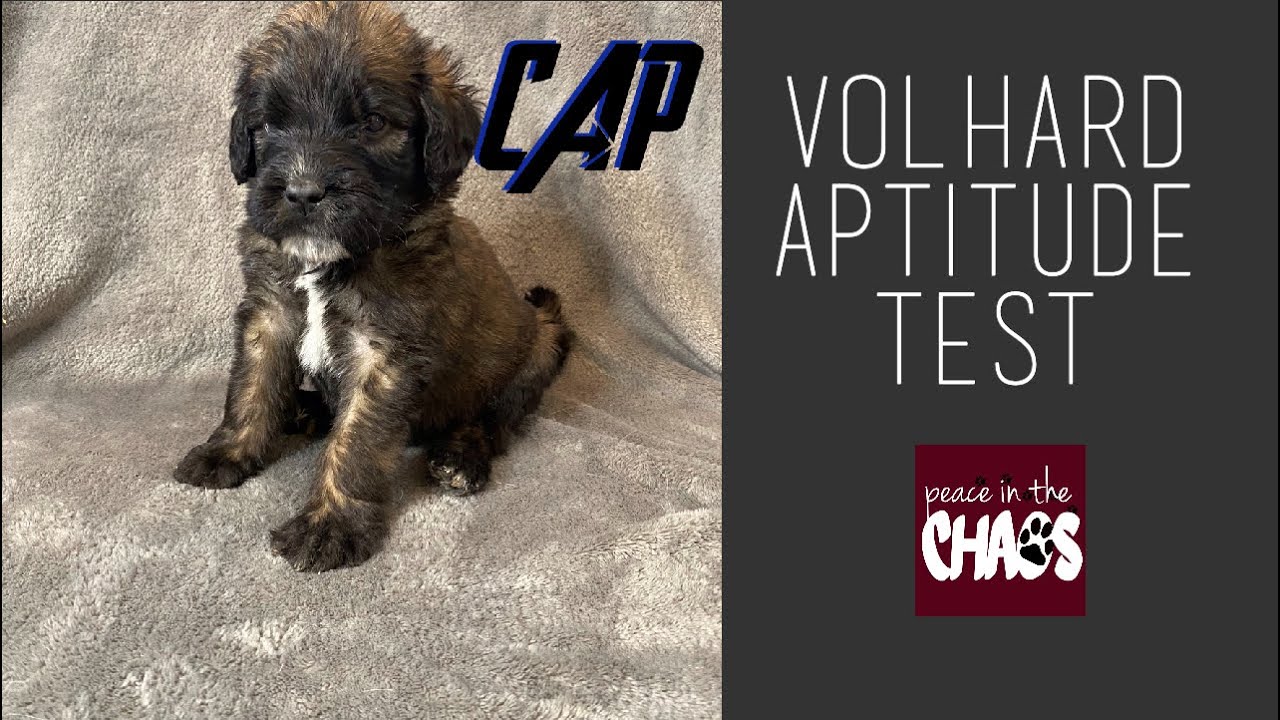 volhard-aptitude-test-cap-march-2021-youtube