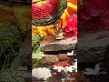 Ganpati bappa morya ❤ #yt #howtoicreaseviews#ganpatibappa#diy#ytshorts#diycrafts#shorts#bgmi#btc#bts