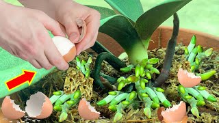 Place under each orchid pot!  WEIRDLY every tree blooms all year round