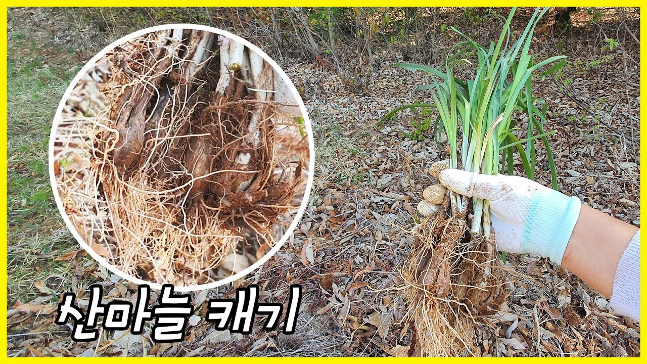 산마늘 캐기 산행 자연 산마늘 채취