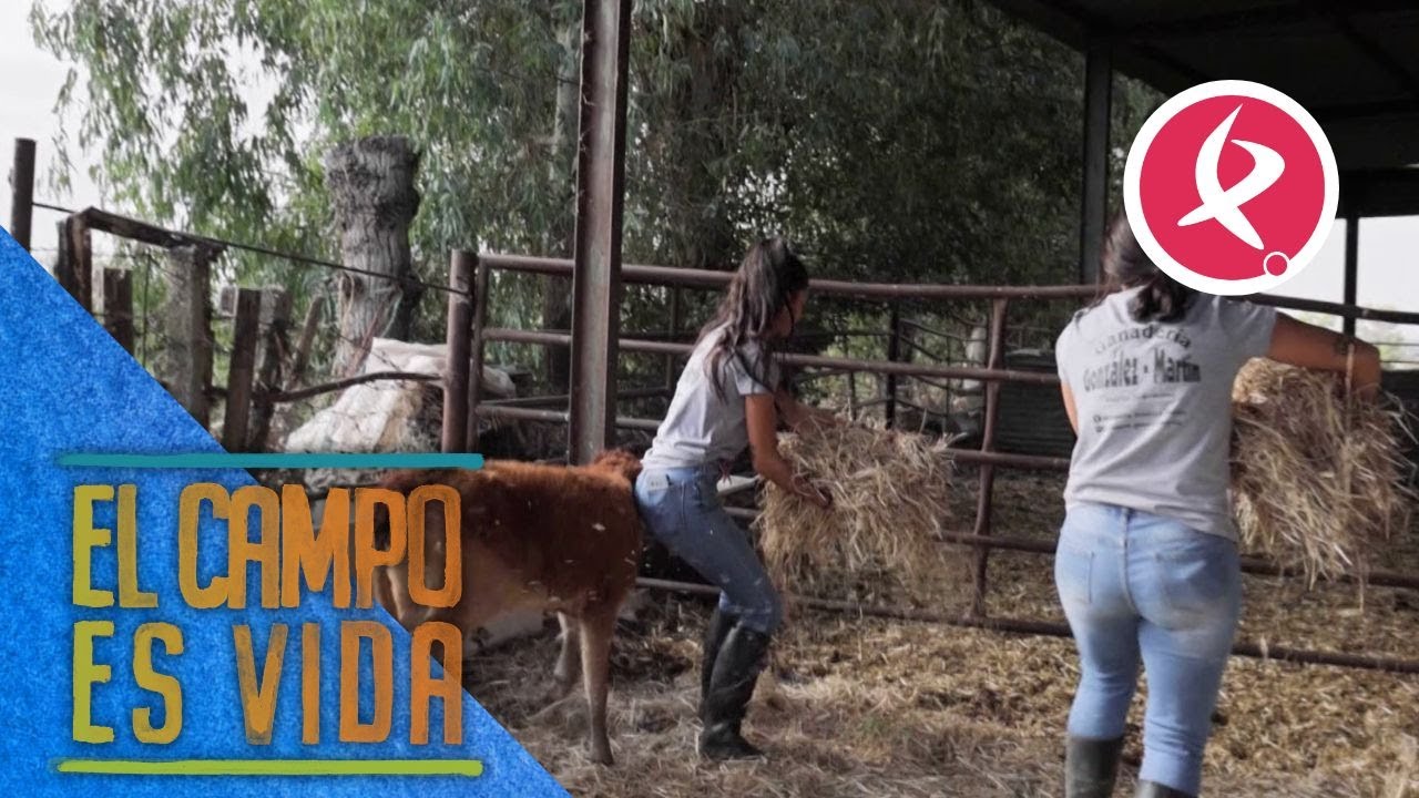 Los chotos se adaptan al cebadero | El campo es vida