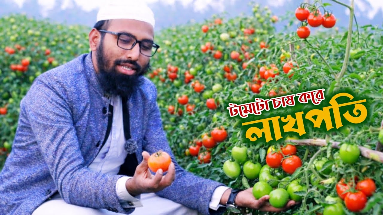 টমেটো চাষ করে লক্ষ টাকা আয় | tomato chas   |  Tomato Farming Success in Bangladesh