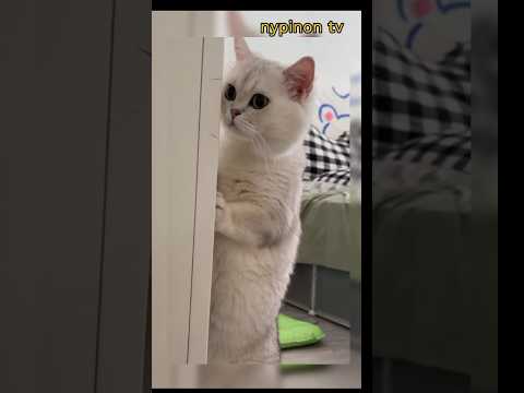 Videos cute #catanddog  #cute #dog #cut #videosshort #shorts #youtubeshorts #fyp #viral_video