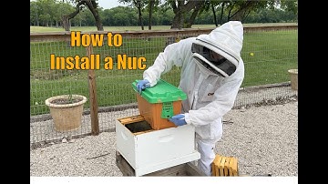BEEKEEPING- How to Install a Nuc
