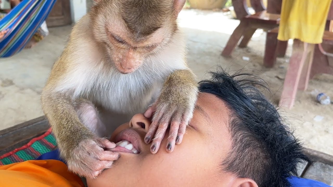 Zueii Monkey Checking Her Brother Teeth| Smart Zueii Grooming