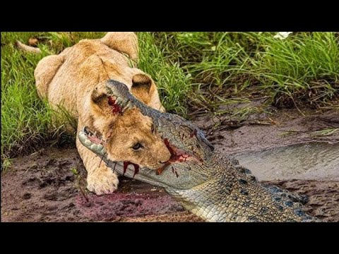 هجوم مرعب أسد شرس ينقض على تمساح ضخم في لحظات لا ت صدق الأسد ضد التمساح صراع أقوى المفترسات