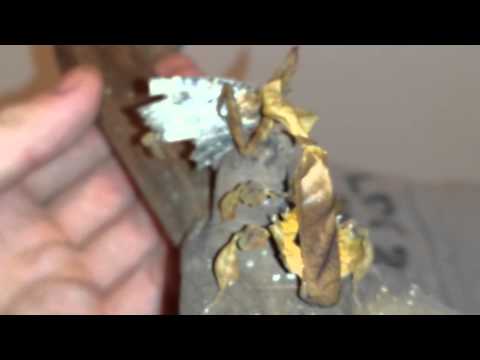 Dead leaf mantis feeding