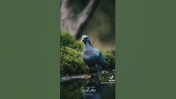 تلاوة خاشعة للشيخ ياسر الدوسري ❤️🤲 #قرآن #تلاوة_خاشعة #ياسر_الدوسري #اكسبلور #قران_كريم #مصر #المغرب